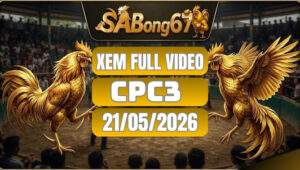 Xem Full video đá gà CPC3 ngày 21/5/2026